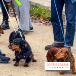 Paris Sausage Walk, la Marche des Teckels 2025