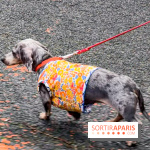 Paris Sausage Walk, la Marche des Teckels 2025