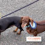 Paris Sausage Walk, la Marche des Teckels 2025