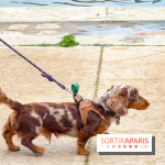 Paris Sausage Walk, la Marche des Teckels 2025 - IMG 1597