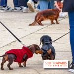 Paris Sausage Walk, la Marche des Teckels 2025 - IMG 1603