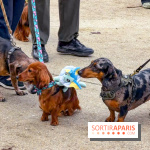 Paris Sausage Walk, la Marche des Teckels 2025