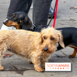 Paris Sausage Walk, la Marche des Teckels 2025 - IMG 1661