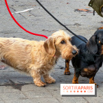 Paris Sausage Walk, la Marche des Teckels 2025 - IMG 1664