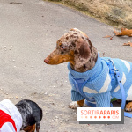Paris Sausage Walk, la Marche des Teckels 2025