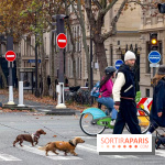 Paris Sausage Walk, la Marche des Teckels 2025