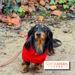 Paris Sausage Walk, la Marche des Teckels 2025