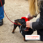 Paris Sausage Walk, la Marche des Teckels 2025