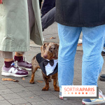Paris Sausage Walk, la Marche des Teckels 2025