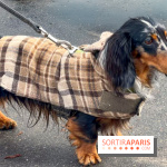 Paris Sausage Walk, la Marche des Teckels 2025