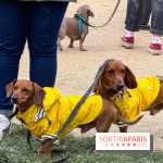 Paris Sausage Walk, la Marche des Teckels 2025