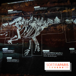 Dinosaures : l'expérience immersive qui nous fait remonter le temps à l'Atelier des Lumières, photos