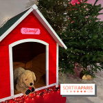 L'Appart de Noël Star Academy