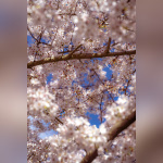 Les cerisiers en fleurs au Parc de Billancourt à Boulogne-Billancourt, Hanami aux portes de Paris - A7C08665