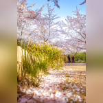 Les cerisiers en fleurs au Parc de Billancourt à Boulogne-Billancourt, Hanami aux portes de Paris - A7C08677