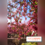 Les pommiers et cerisiers en fleurs du Jardin de Reuilly, Parc de Reuilly à Paris 12e - photos  - A7C09314 Edit
