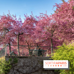Les pommiers et cerisiers en fleurs du Jardin de Reuilly, Parc de Reuilly à Paris 12e - photos