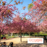 Les pommiers et cerisiers en fleurs du Jardin de Reuilly, Parc de Reuilly à Paris 12e - photos  - bosquet