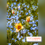 Le Parc de Bagatelle au printemps, cerisier, tulipes et jonquilles - photos - A7C00786