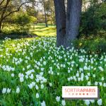 Le Parc de Bagatelle au printemps, cerisier, tulipes et jonquilles - photos - A7C00790