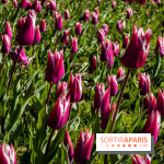 Les tulipes du Château de Dampierre, son jardin anglais et le jardin Le Nôtre