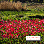 Les tulipes du Château de Dampierre, son jardin anglais et le jardin Le Nôtre
