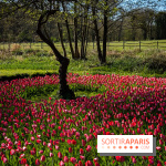 Les tulipes du Château de Dampierre, son jardin anglais et le jardin Le Nôtre