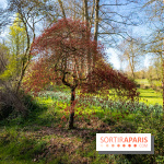 Les tulipes du Château de Dampierre, son jardin anglais et le jardin Le Nôtre