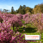 Hanami au Parc de Sceaux 2026, les cerisiers en fleurs et ses  animations - A7C01673