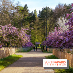 Hanami au Parc de Sceaux 2026, les cerisiers en fleurs et ses  animations - A7C01497