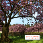 Hanami au Parc de Sceaux 2026, les cerisiers en fleurs et ses  animations - A7C01590