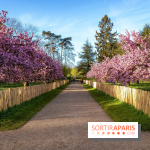 Hanami au Parc de Sceaux 2026, les cerisiers en fleurs et ses  animations