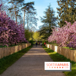 Hanami au Parc de Sceaux 2026, les cerisiers en fleurs et ses  animations - A7C01381