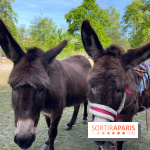 Avon'Ânes, les balades avec des ânes, à Avon - nos photos - IMG 7780