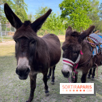 Avon'Ânes, les balades avec des ânes, à Avon - nos photos - IMG 7781