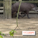 ZooParc de Beauval et Hôtel Les Pagodes de Beauval - IMG 5449