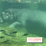 ZooParc de Beauval et Hôtel Les Pagodes de Beauval - IMG 5543