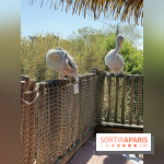 ZooParc de Beauval et Hôtel Les Pagodes de Beauval - IMG 5559