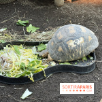 ZooParc de Beauval et Hôtel Les Pagodes de Beauval - IMG 5615