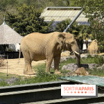 ZooParc de Beauval et Hôtel Les Pagodes de Beauval - IMG 5647