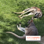 ZooParc de Beauval et Hôtel Les Pagodes de Beauval - IMG 5651