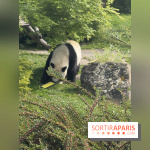 ZooParc de Beauval et Hôtel Les Pagodes de Beauval - IMG 5852