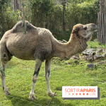 ZooParc de Beauval et Hôtel Les Pagodes de Beauval - IMG 5873