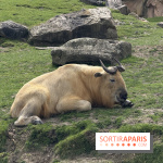 ZooParc de Beauval et Hôtel Les Pagodes de Beauval - IMG 5908