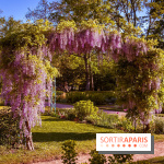 Le Parc des Ibis au Vésinet dans les Yvelines en Région Parisienne - photos  - A7200440