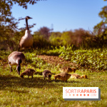 Le Parc des Ibis au Vésinet dans les Yvelines en Région Parisienne - photos  - A7200644 2