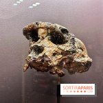 Préhistoire, entre utopie et réalité  - IMG 5558