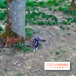 Bivouac avec les loups