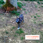 Bivouac avec les loups