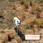 Les Loudges, les hébergements devant les loups arctiques au Zoo de Thoiry